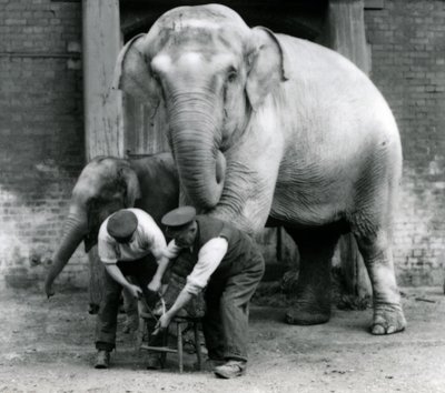 Adult female Indian Elephant, Assam Lukhi with keeper Charles Eyles, having her feet trimmed at London Zoo, September 1923 by Frederick William Bond